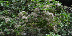 Pavetta indica